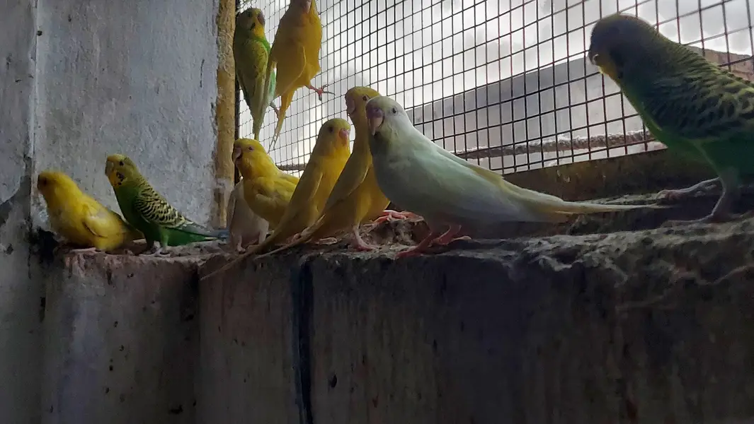 Budgies — photo 5