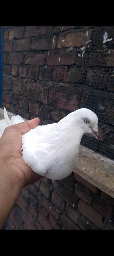 purr Wlati White Eyes waly breeder pair