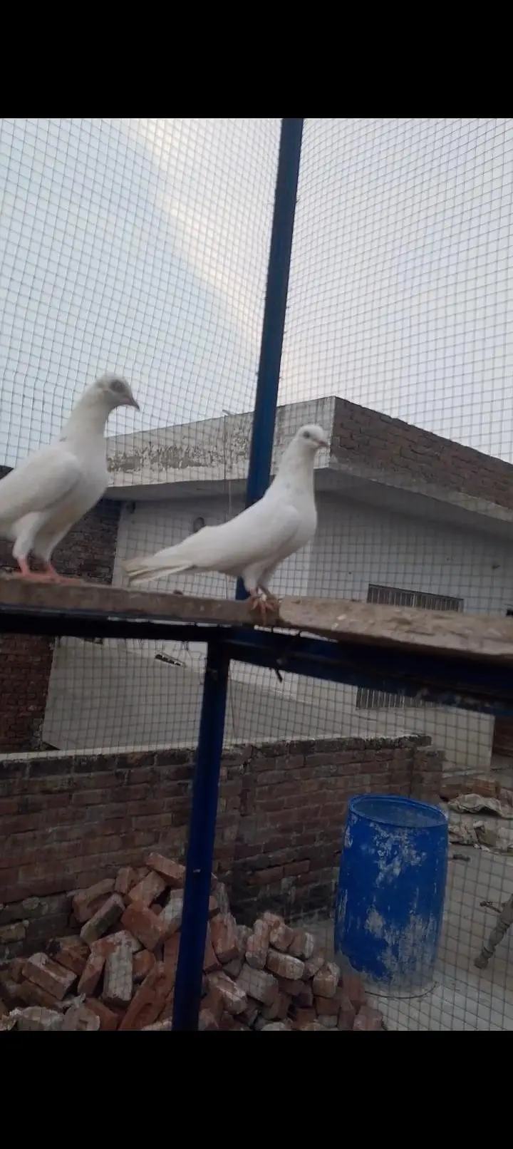 purr Wlati White Eyes waly breeder pair — photo 2