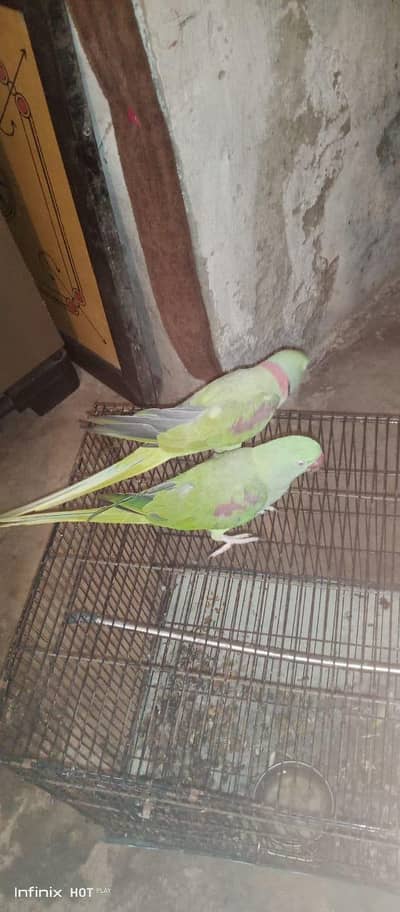 Hera tooty jore