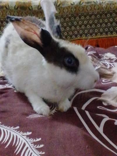 fancy rabbit 