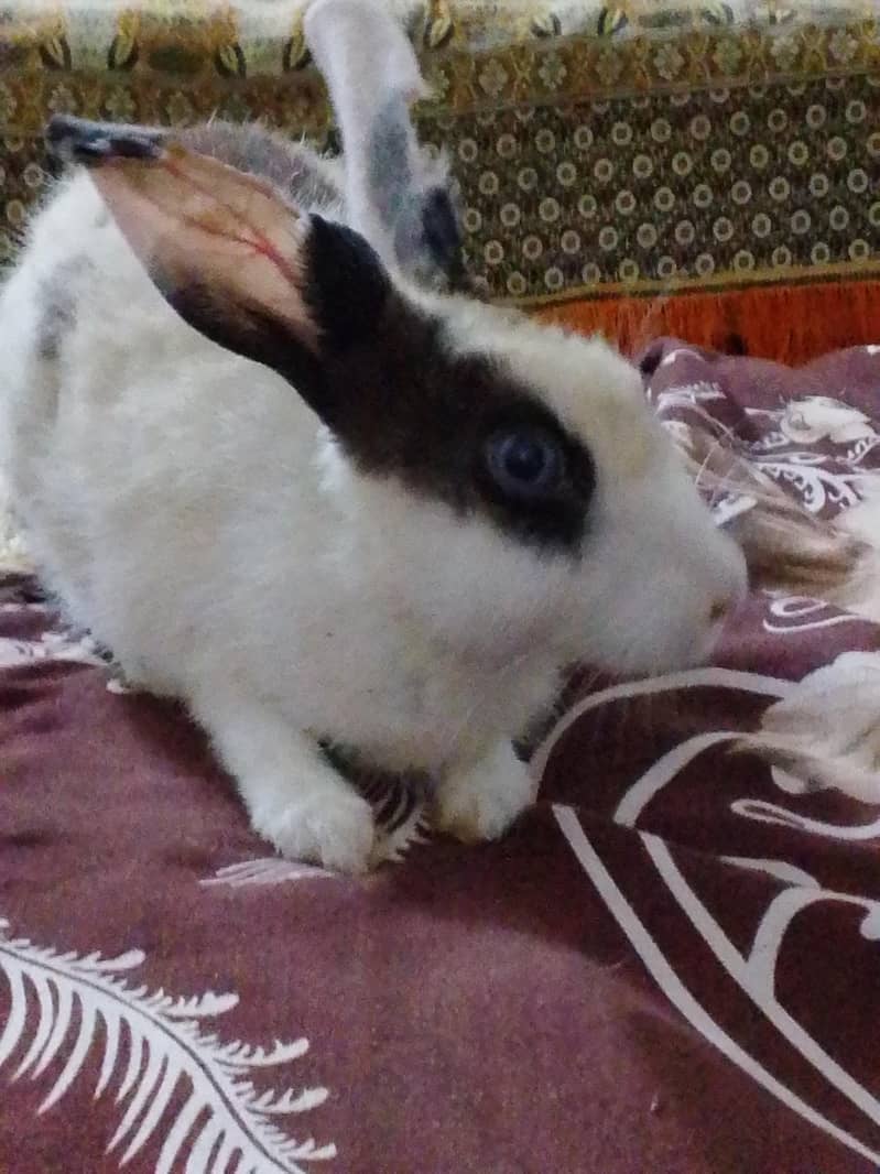 fancy rabbit  0