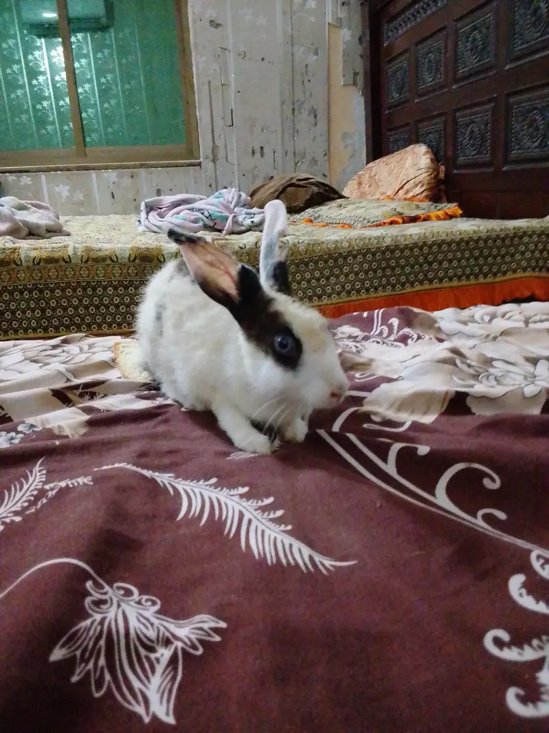 fancy rabbit  — photo 2