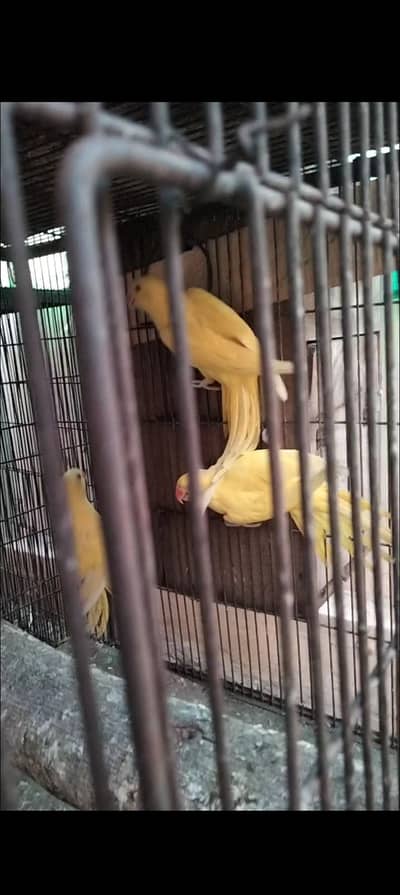 Yellow parrot
