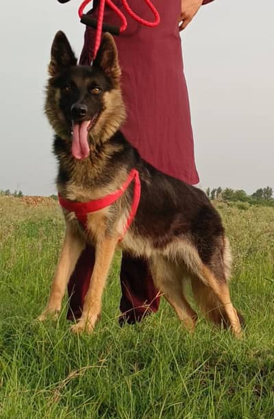 German Shepherd female 8 months for sale