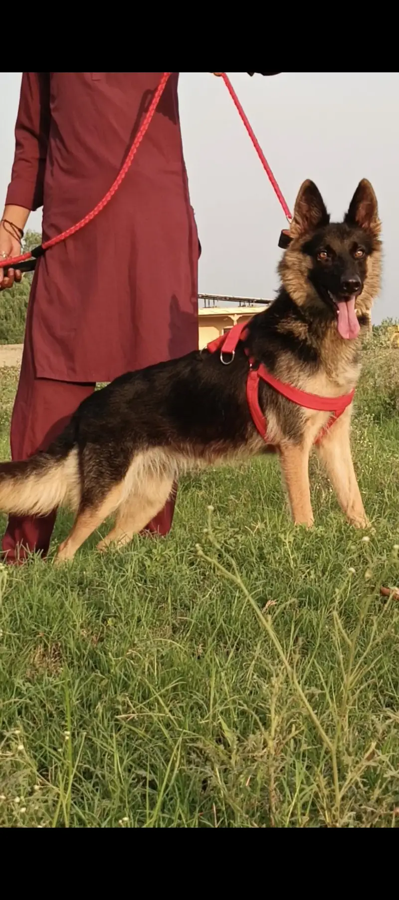 German Shepherd female 8 months for sale — photo 2