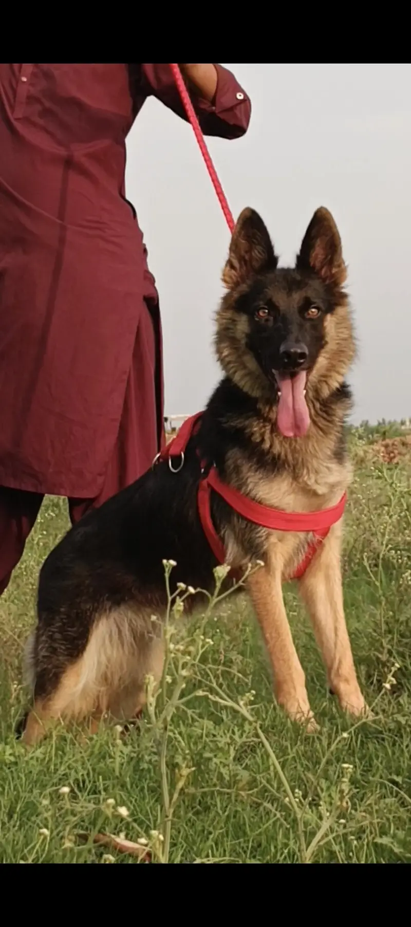 German Shepherd female 8 months for sale — photo 3