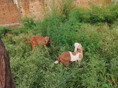 Goat for sale