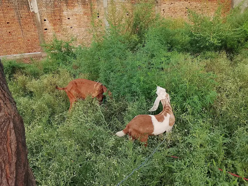 Goat for sale — photo 2