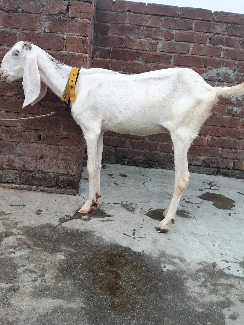 rajanpuri cross — photo 2
