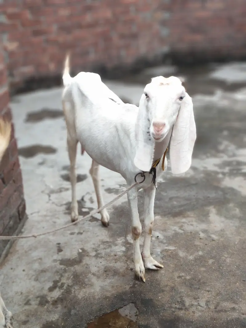 rajanpuri cross — photo 3