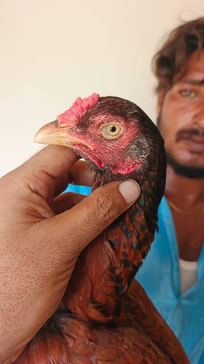 pure aseel mianwali amrohi females for sale