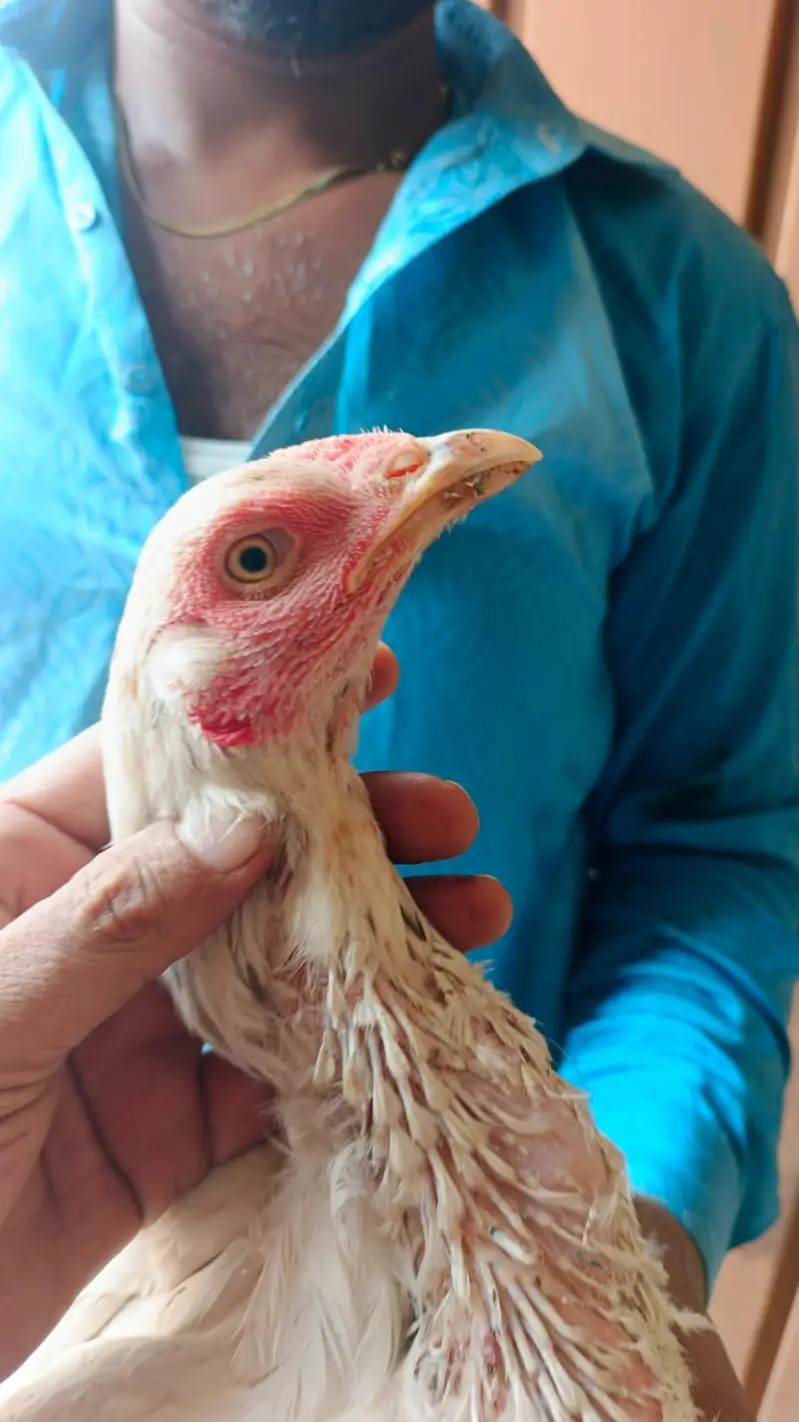 pure aseel mianwali amrohi females for sale — photo 2