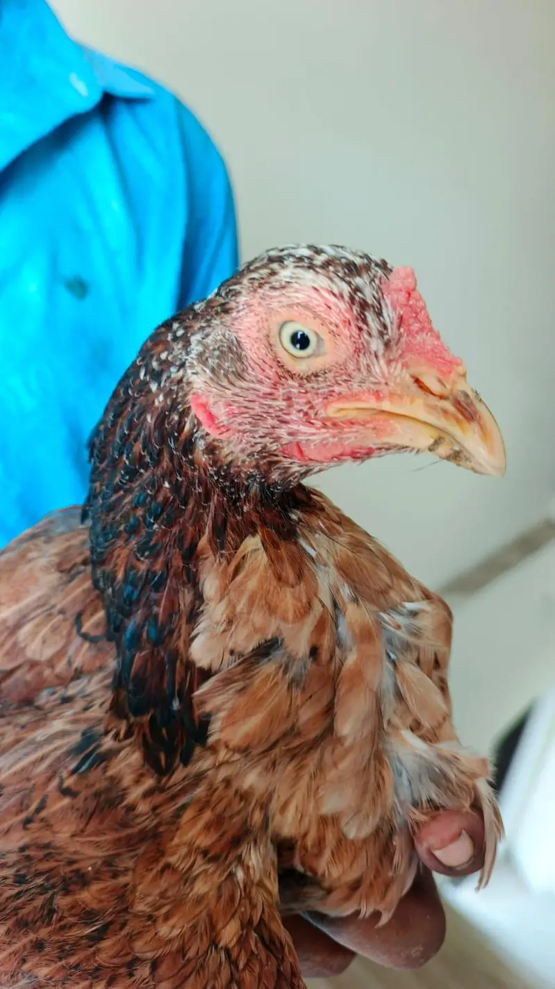 pure aseel mianwali amrohi females for sale — photo 3