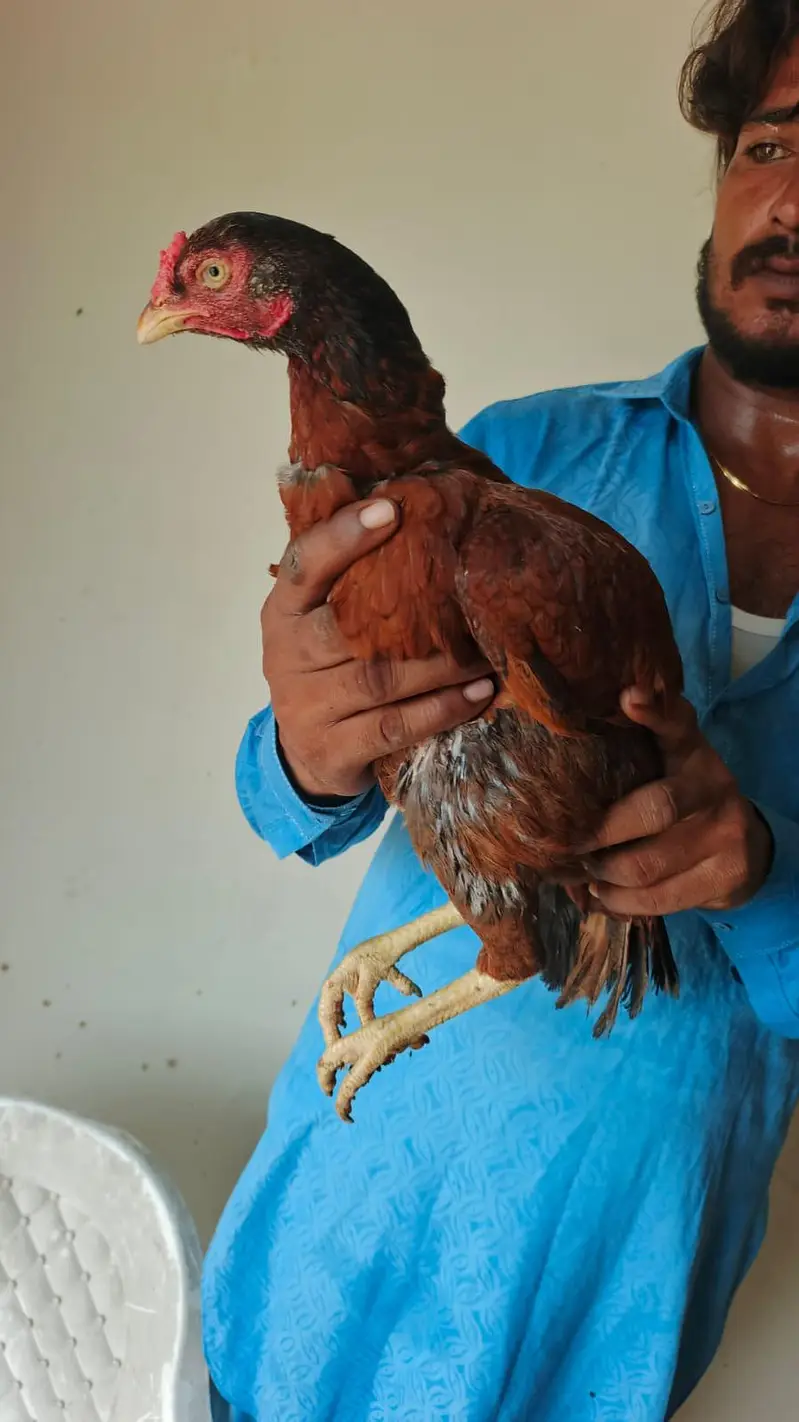 pure aseel mianwali amrohi females for sale — photo 4