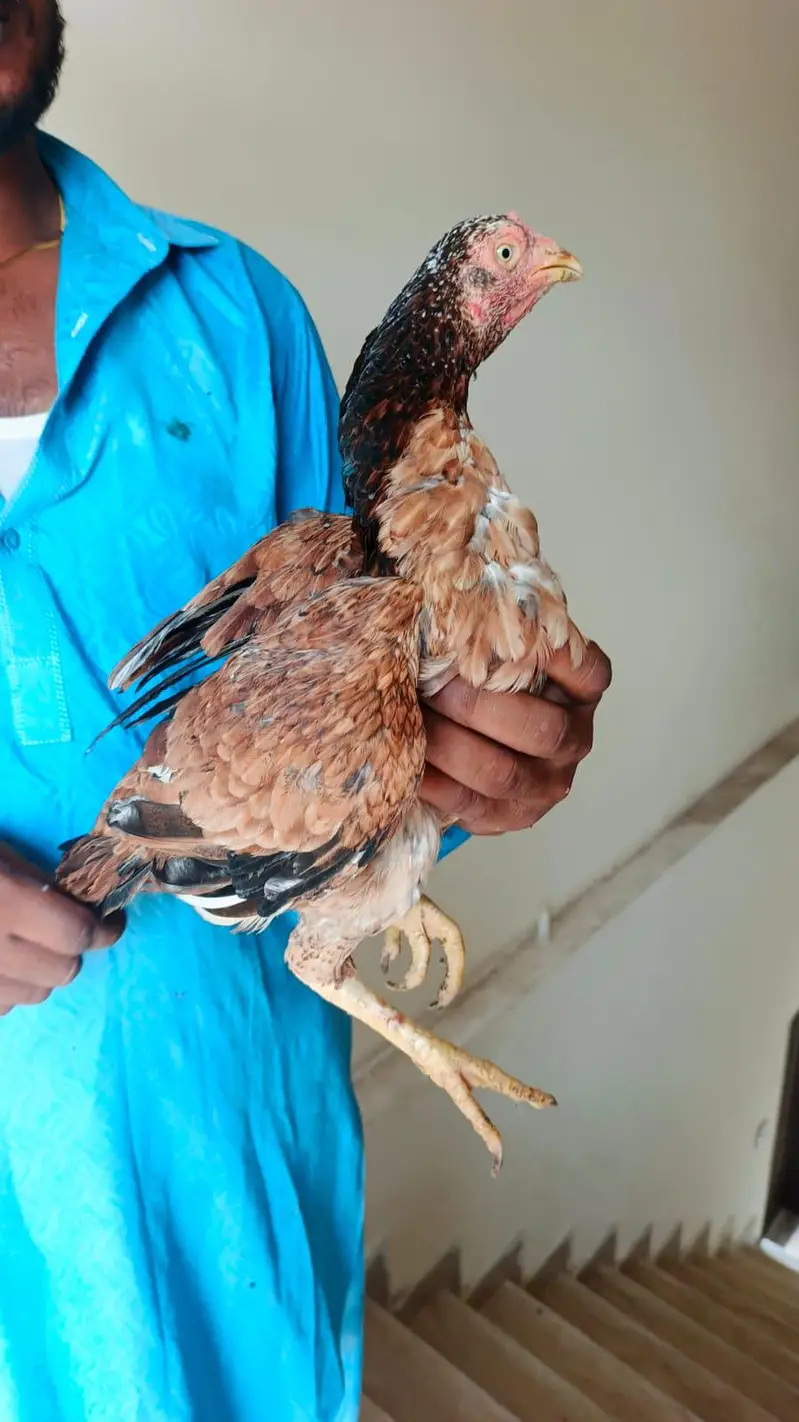 pure aseel mianwali amrohi females for sale — photo 5