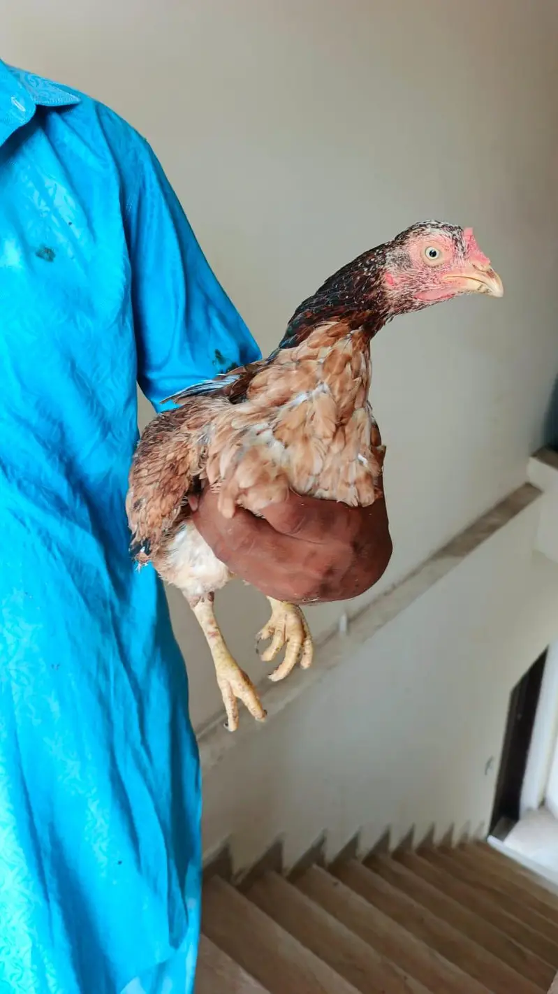 pure aseel mianwali amrohi females for sale — photo 6
