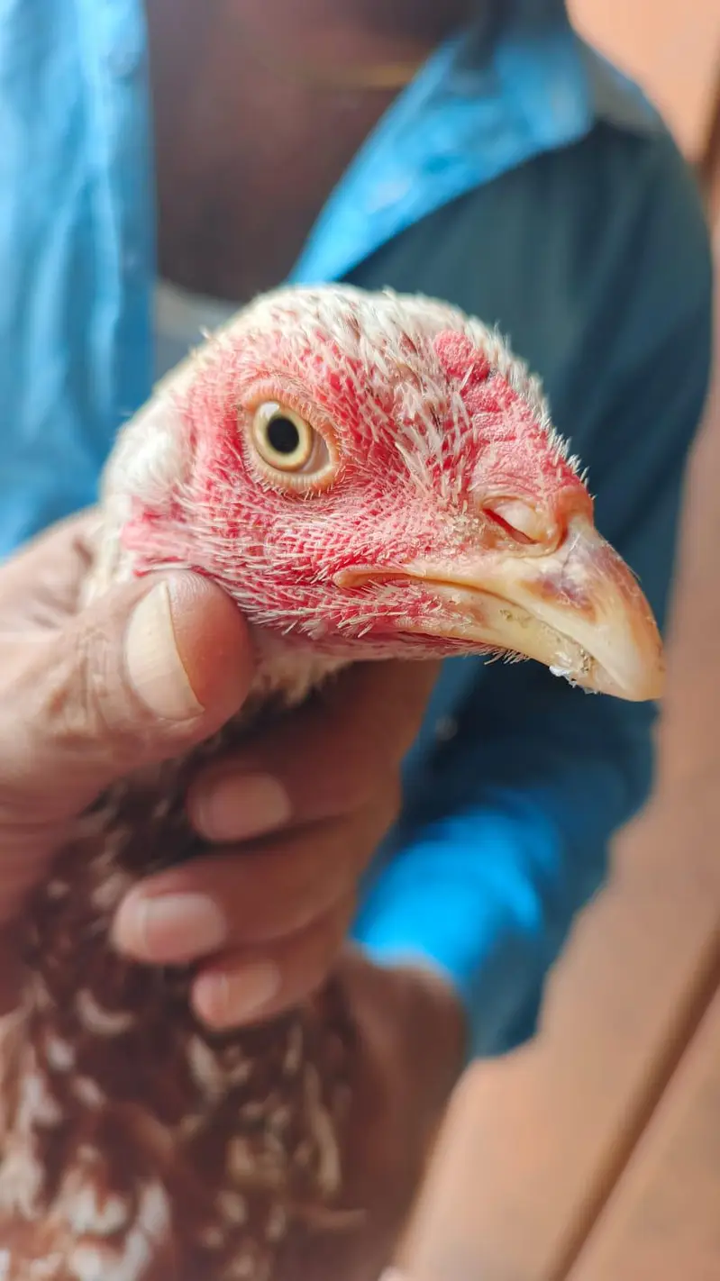 pure aseel mianwali amrohi females for sale — photo 7