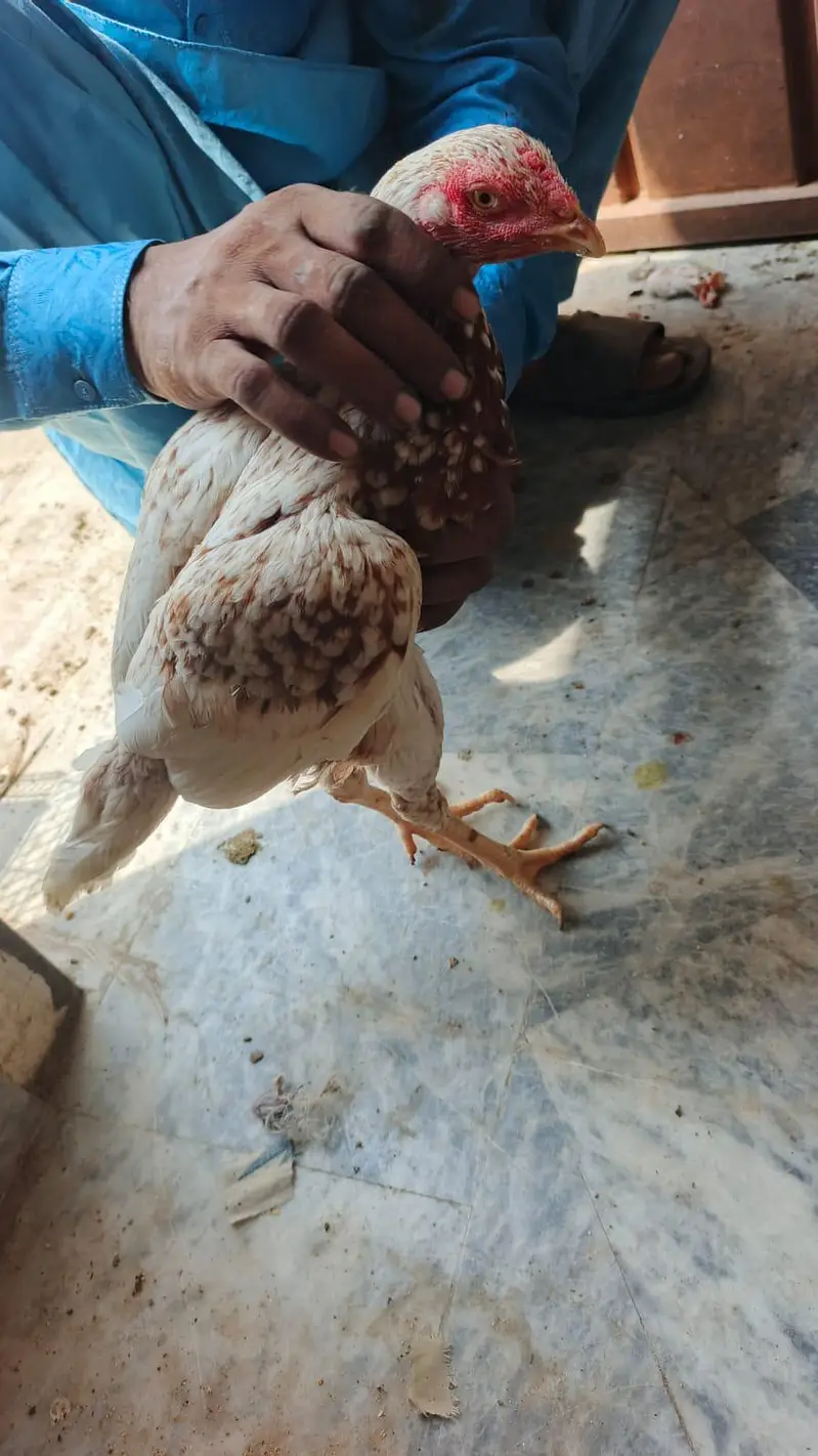pure aseel mianwali amrohi females for sale — photo 8