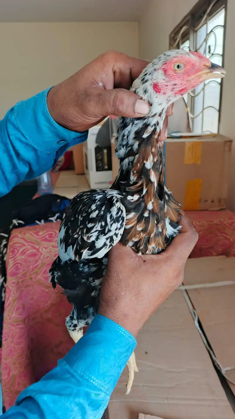 pure aseel mianwali amrohi females for sale — photo 9