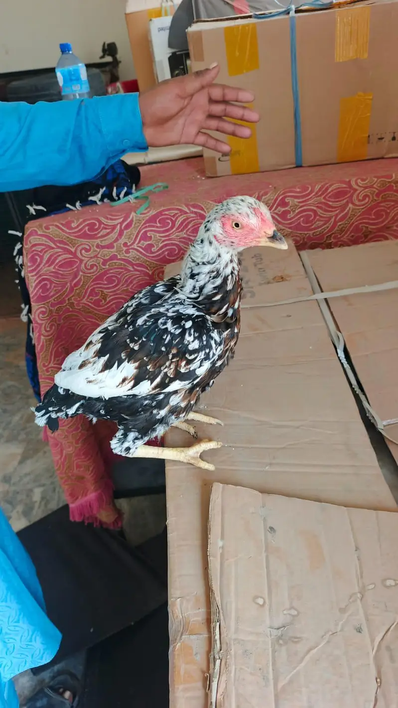 pure aseel mianwali amrohi females for sale — photo 10