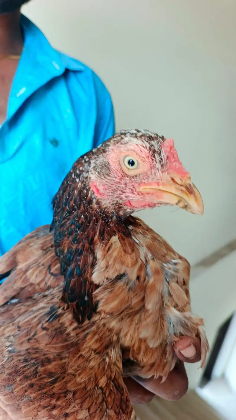 pure aseel mianwali amrohi females for sale — photo 11