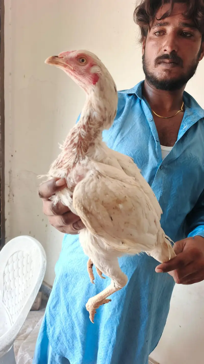 pure aseel mianwali amrohi females for sale — photo 12