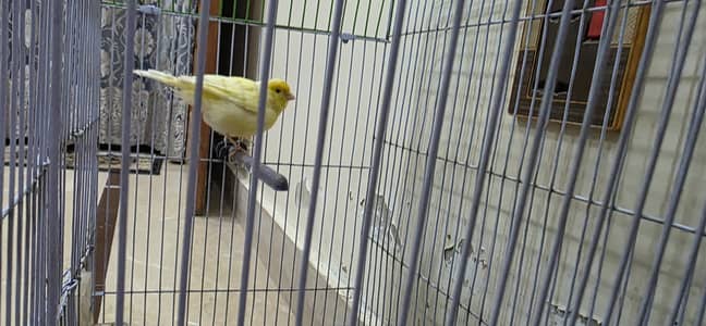 Canary