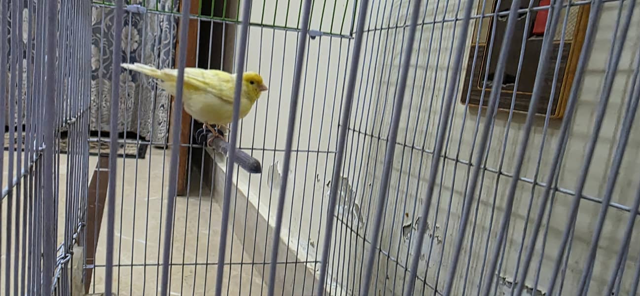Canary 0
