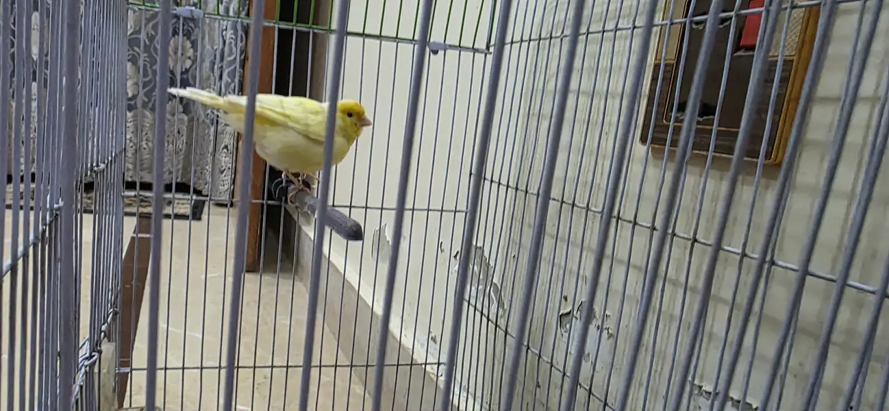 Canary