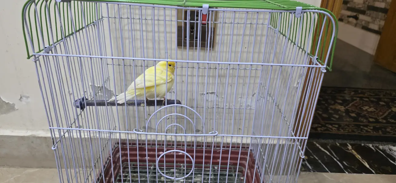 Canary — photo 2