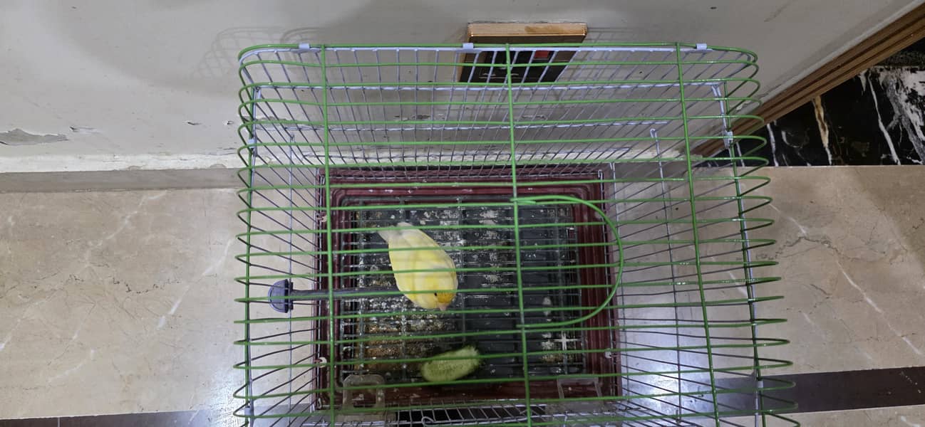 Canary 2