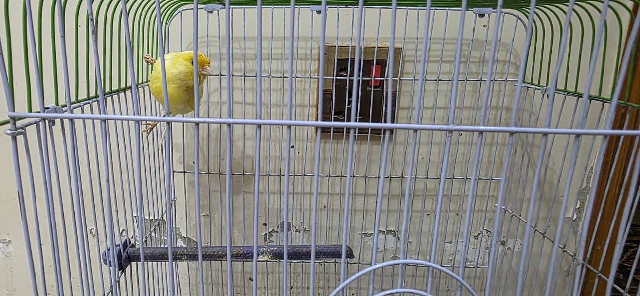 Canary 3