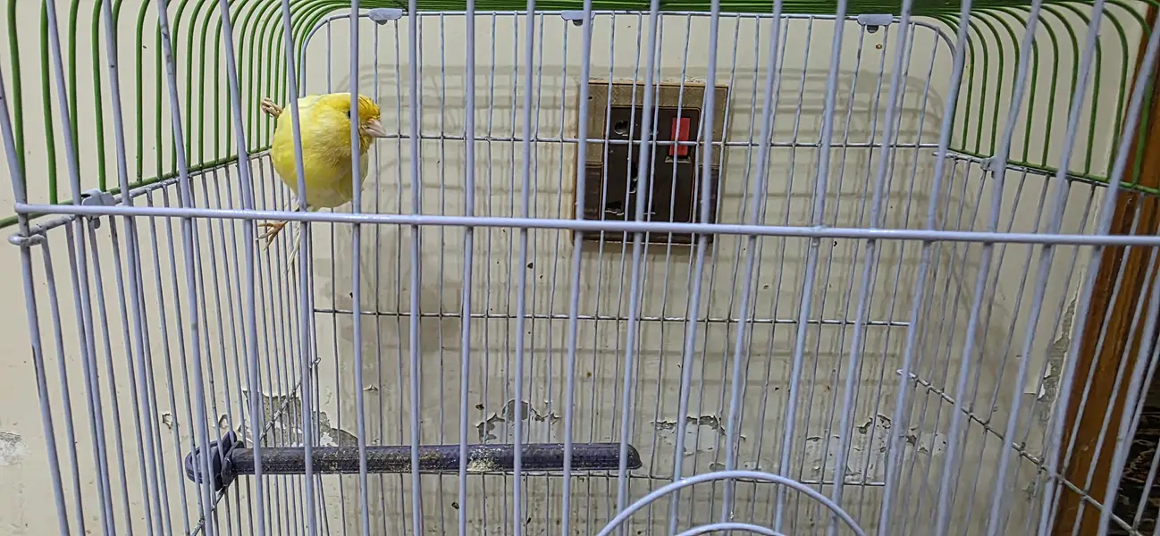 Canary — photo 4