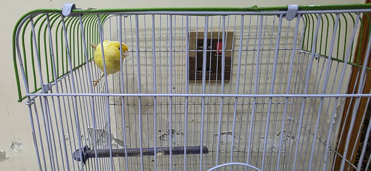 Canary 4