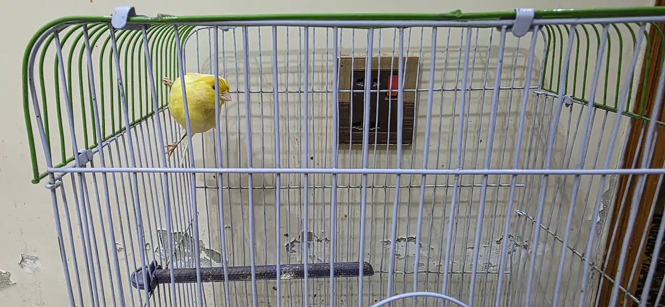 Canary — photo 5