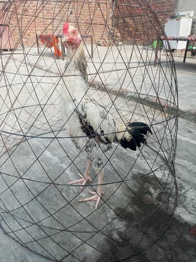 healthy and active Bird contact my WhatsApp