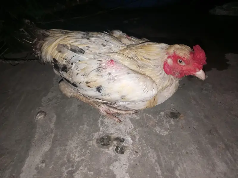 healthy and active Bird contact my WhatsApp — photo 2