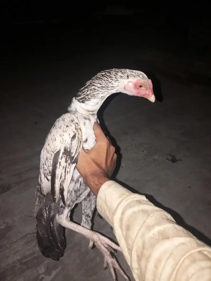 healthy and active Bird contact my WhatsApp — photo 3
