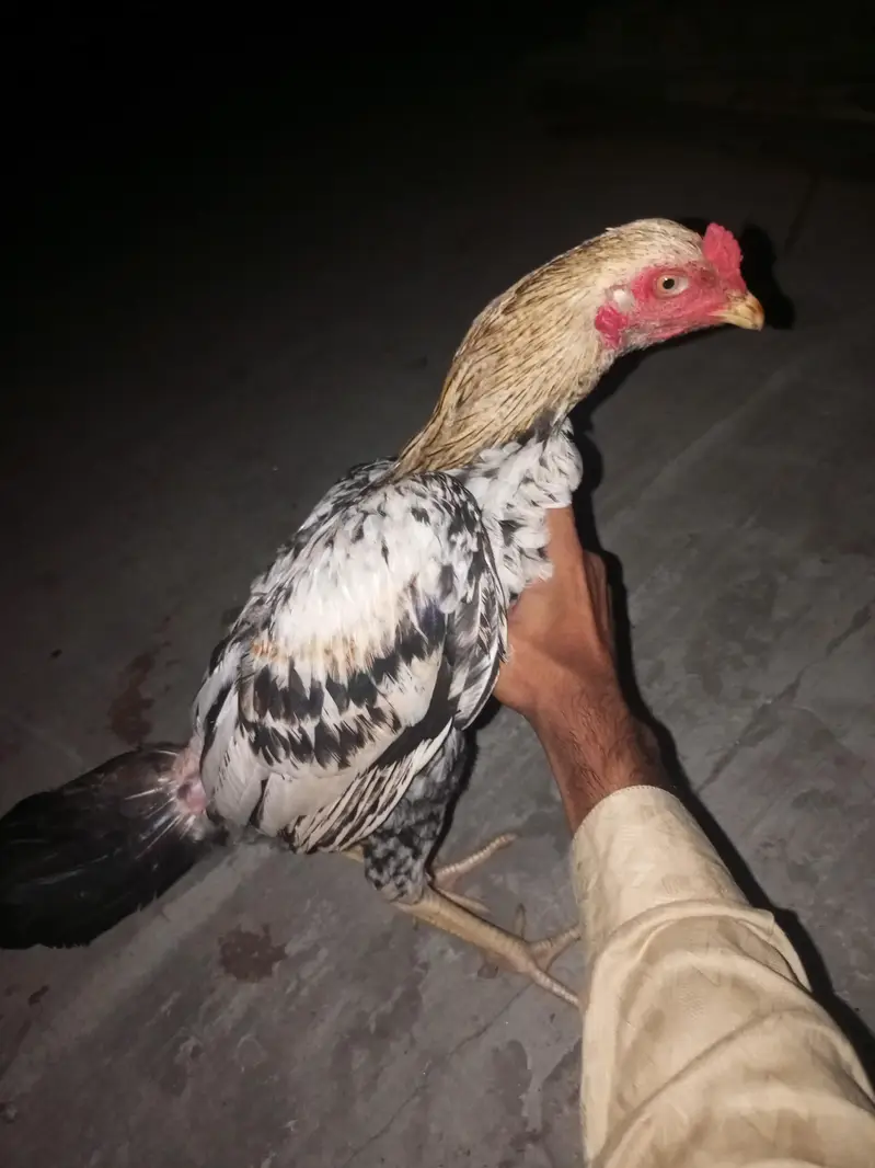healthy and active Bird contact my WhatsApp — photo 4
