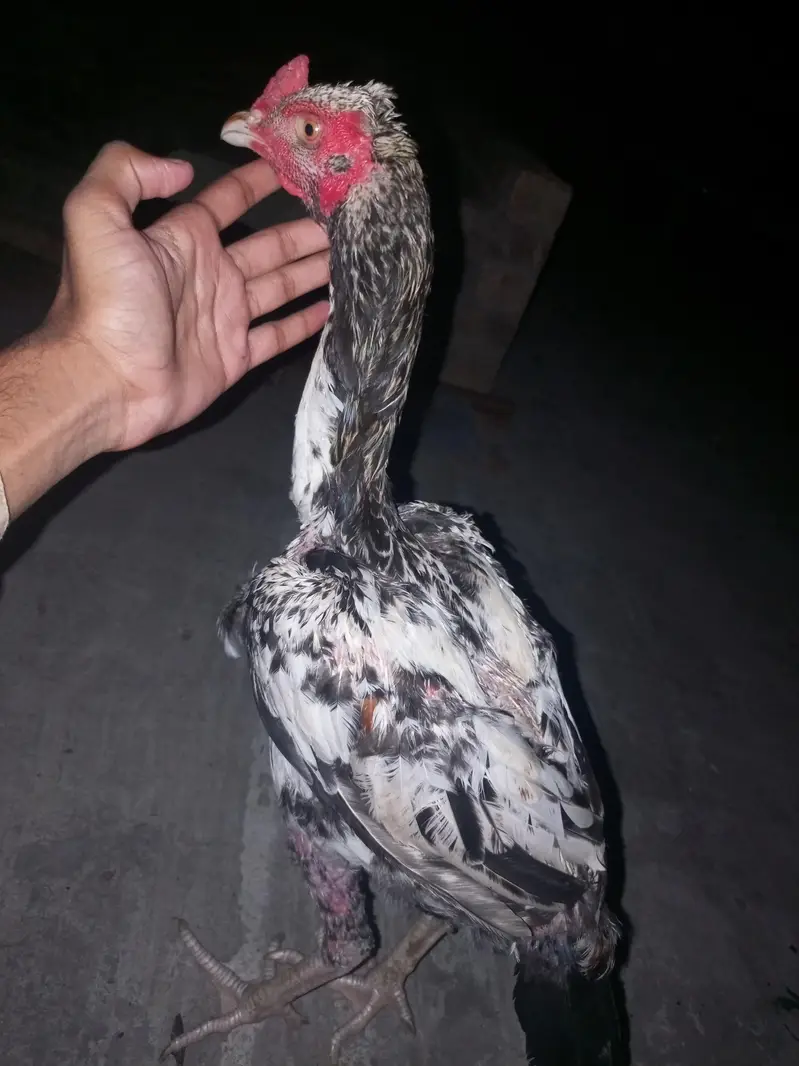 healthy and active Bird contact my WhatsApp — photo 5