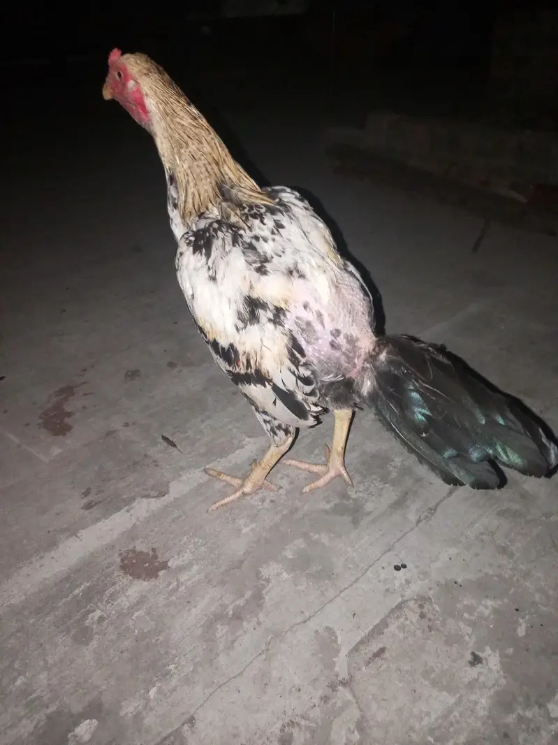 healthy and active Bird contact my WhatsApp — photo 6
