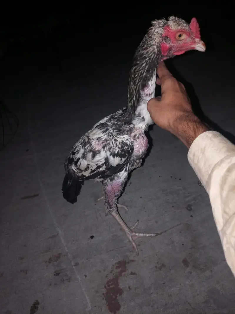 healthy and active Bird contact my WhatsApp — photo 7