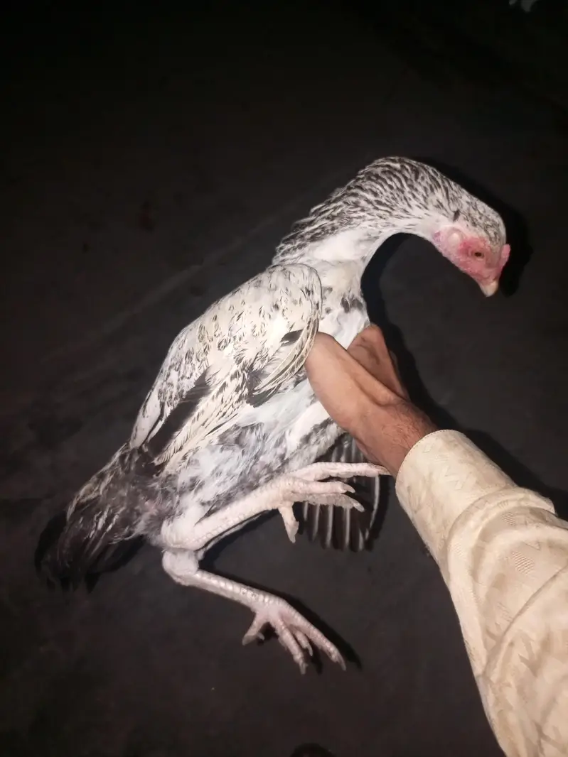 healthy and active Bird contact my WhatsApp — photo 8