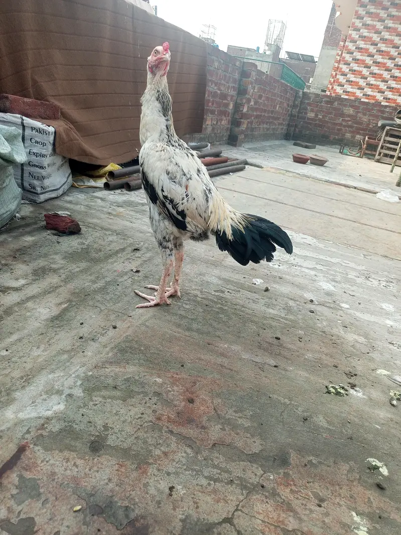 healthy and active Bird contact my WhatsApp — photo 9