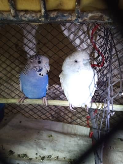 Budgie for urgent sale