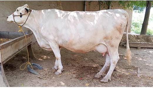 cow for sale