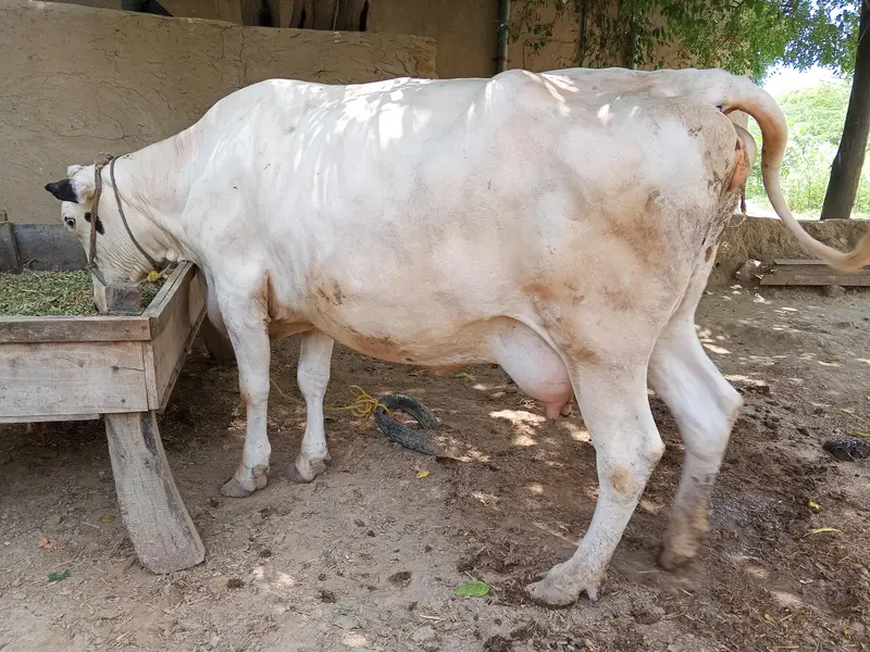 cow for sale — photo 2