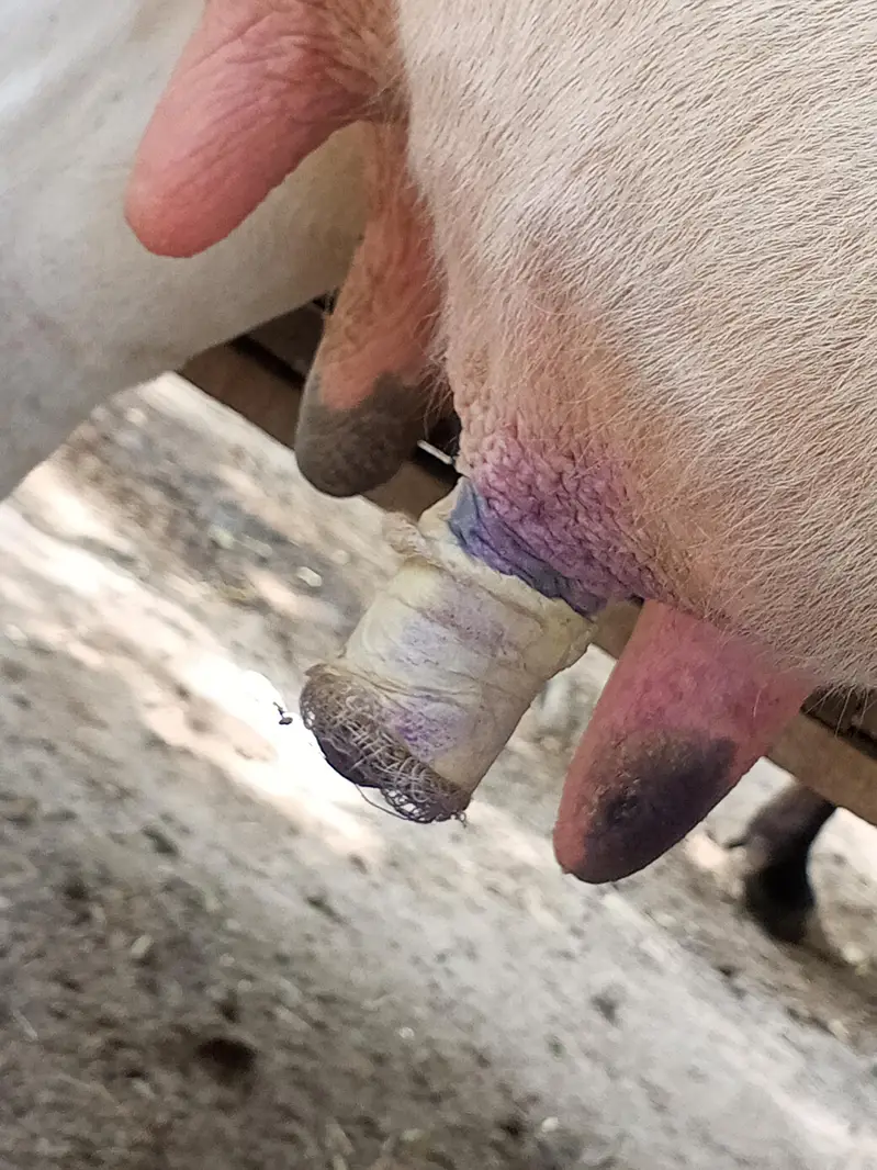 cow for sale — photo 3