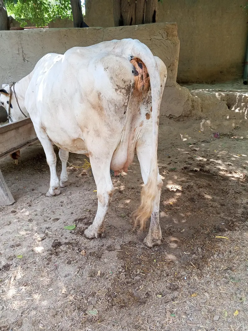 cow for sale — photo 4